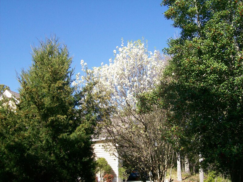 White-flowering Tree — Green