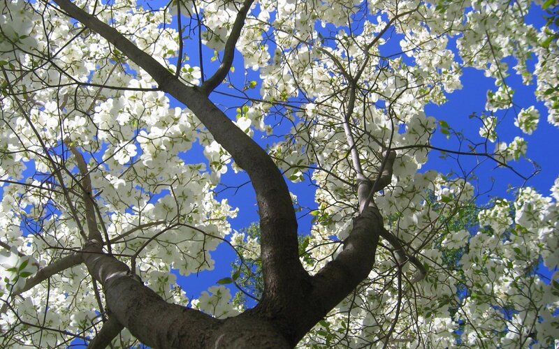 White Flowering Tree — Serene, Spring, Photograph