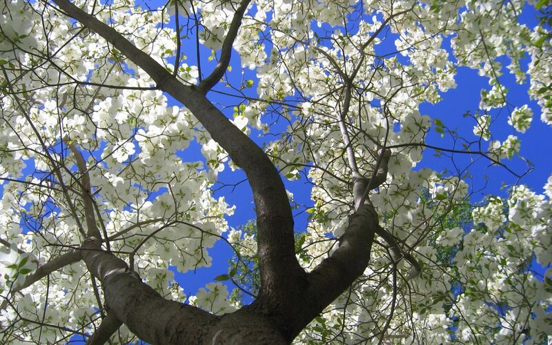 White Flowering Tree — Serene, Spring