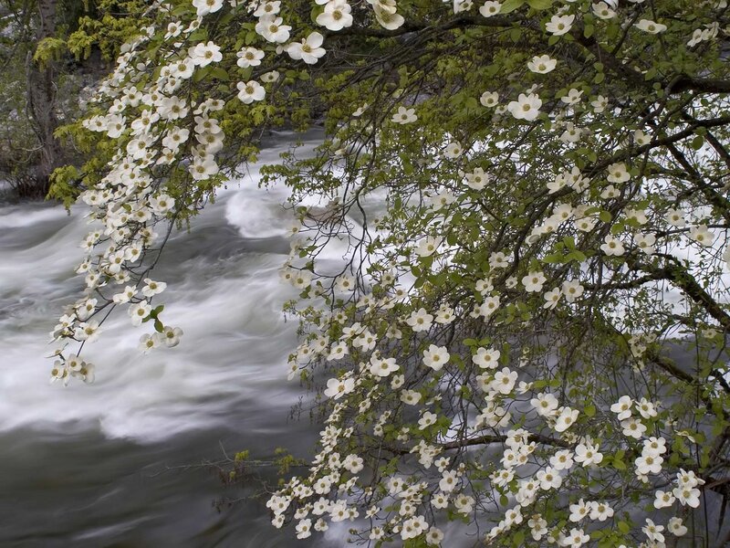 White Flowering Tree — Serene
