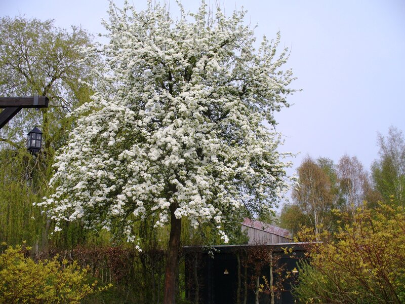 White-flowering Tree