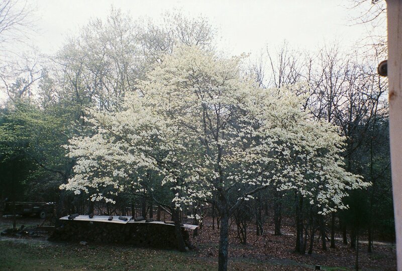 White-flowering Tree — White, Serene