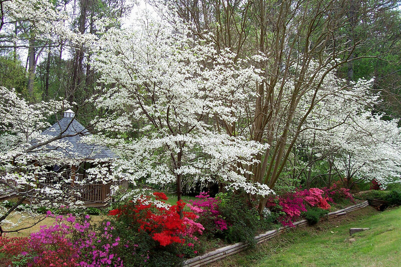 White Flowering Trees