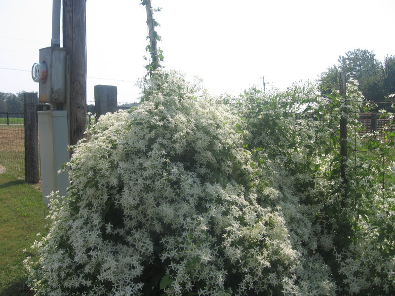White Flowering Vine — Calm