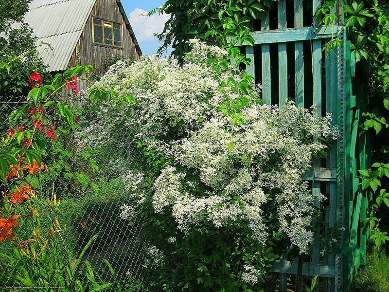 White Flowering Vine — Green