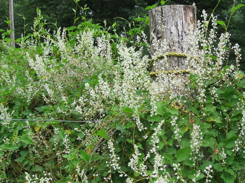 White Flowering Vine