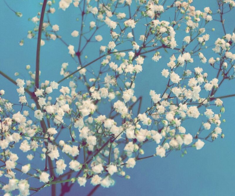 white flowers against blue sky