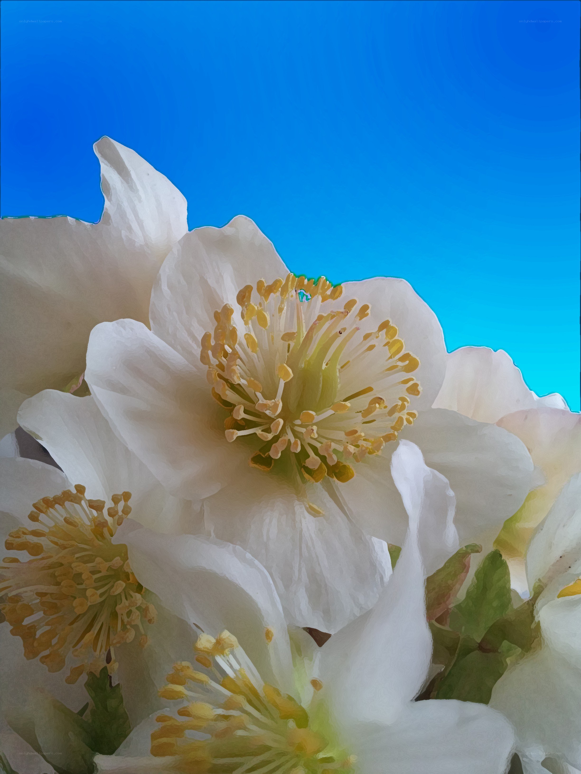 White flowers against blue sky
