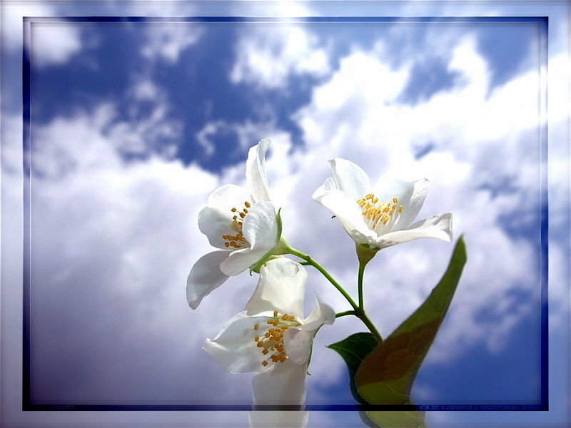 White flowers against blue sky