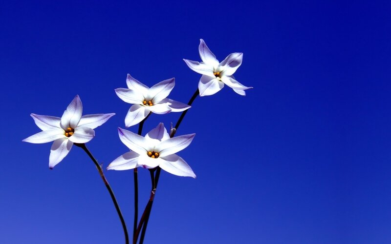 White flowers against blue sky