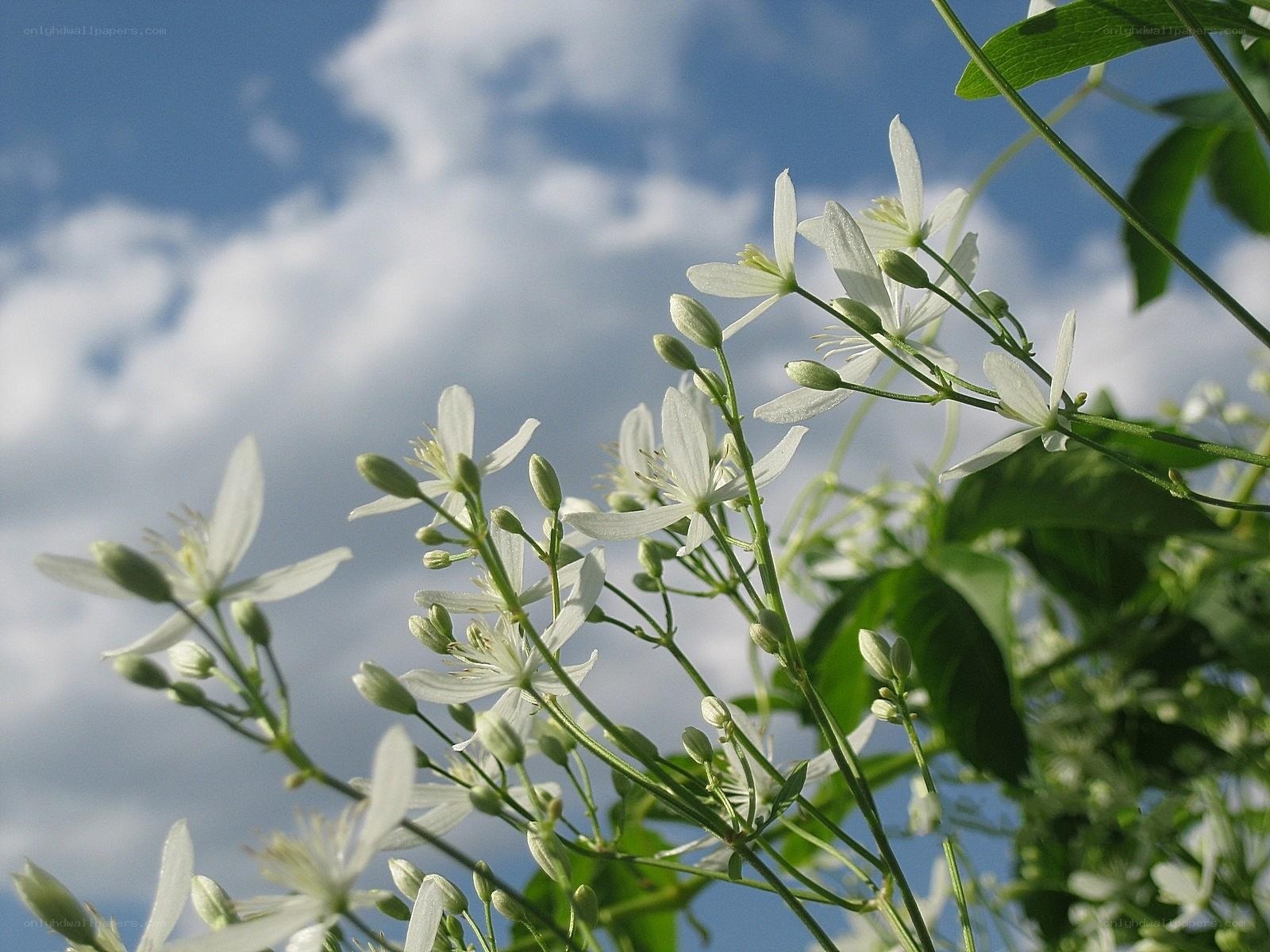 White flowers against blue sky