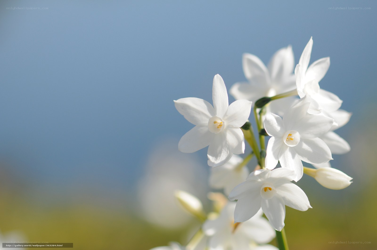 White flowers against blue sky