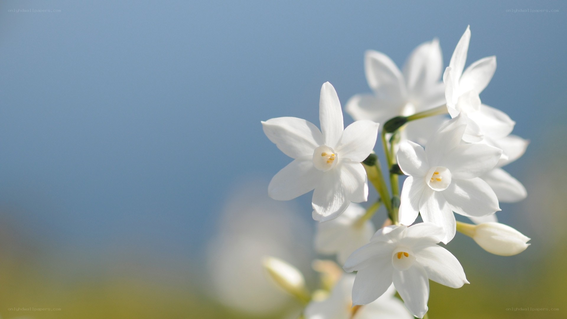 White flowers against blue sky