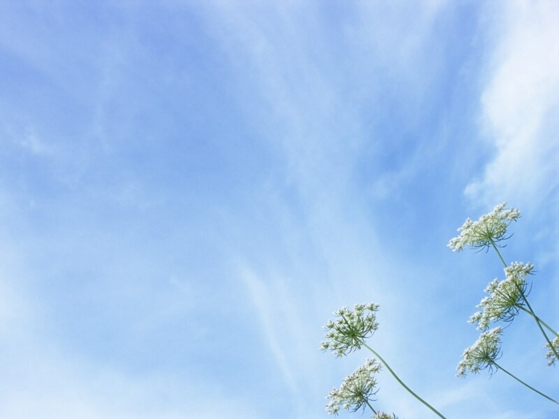 White Flowers Against Blue Sky — Serene, Afternoon