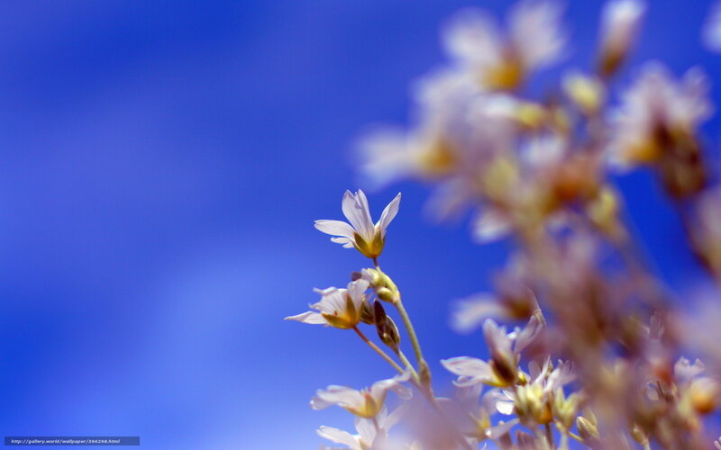 White Flowers Against Blue Sky — Serene