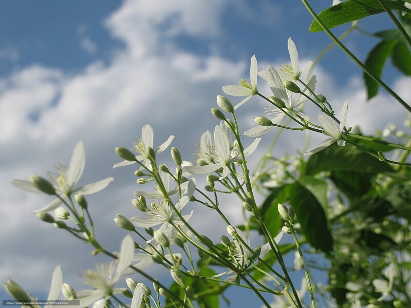 White Flowers Against Sky