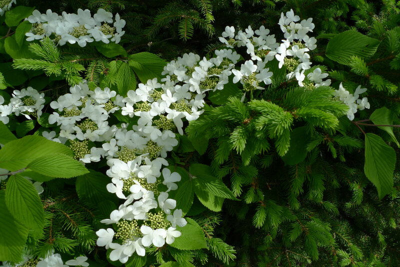 White flowers among green foliage