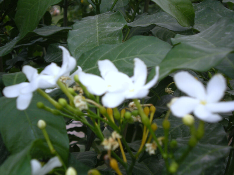 white flowers among green leaves