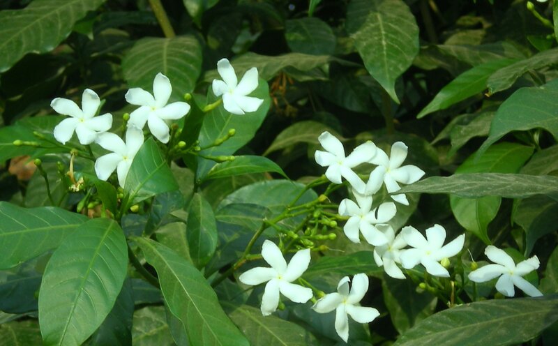white flowers among green leaves