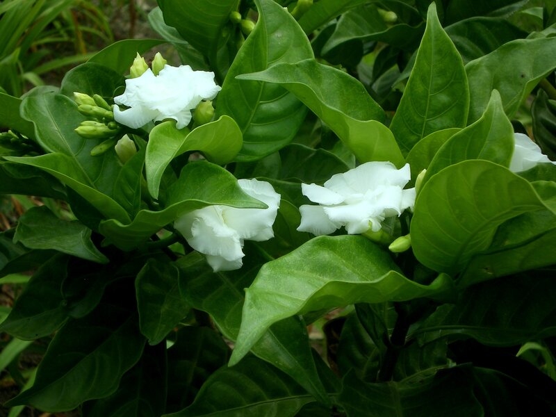 white flowers among green leaves