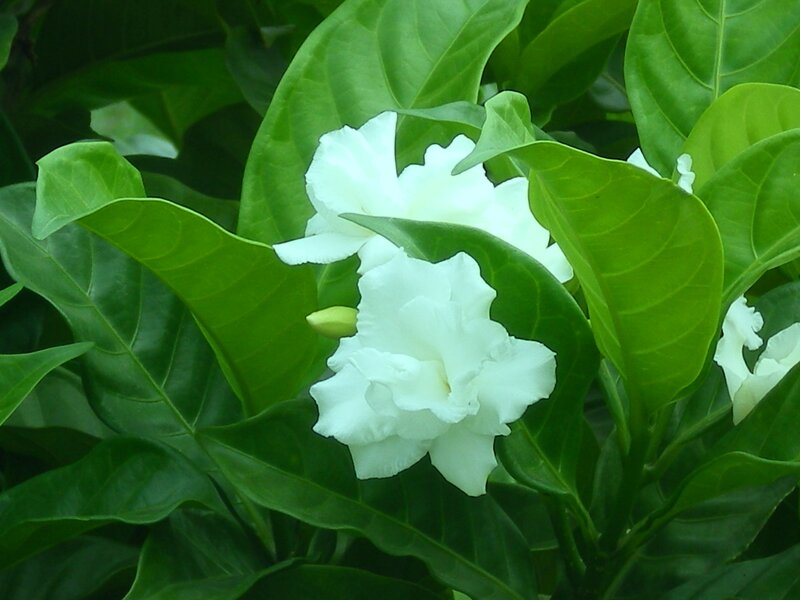 white flowers among green leaves