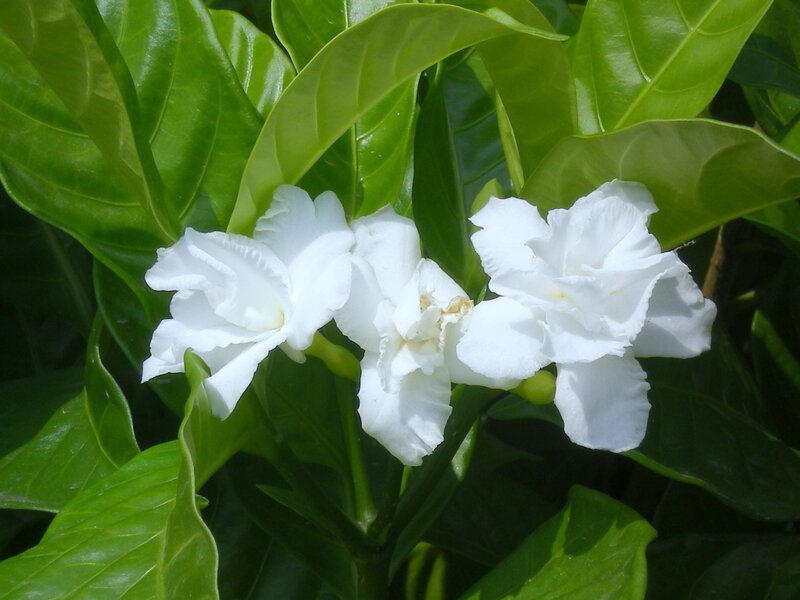 white flowers among green leaves
