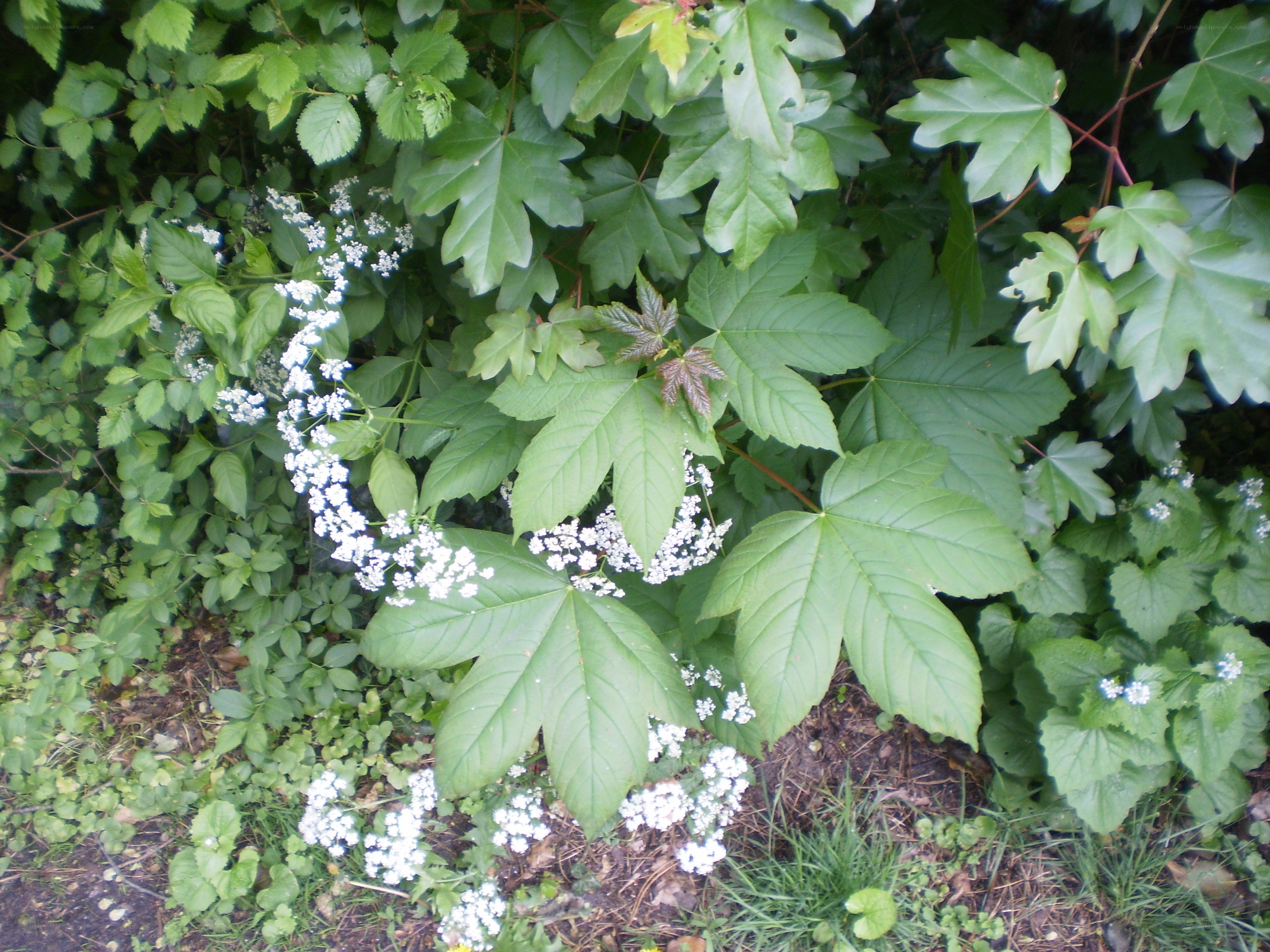 White flowers among green leaves