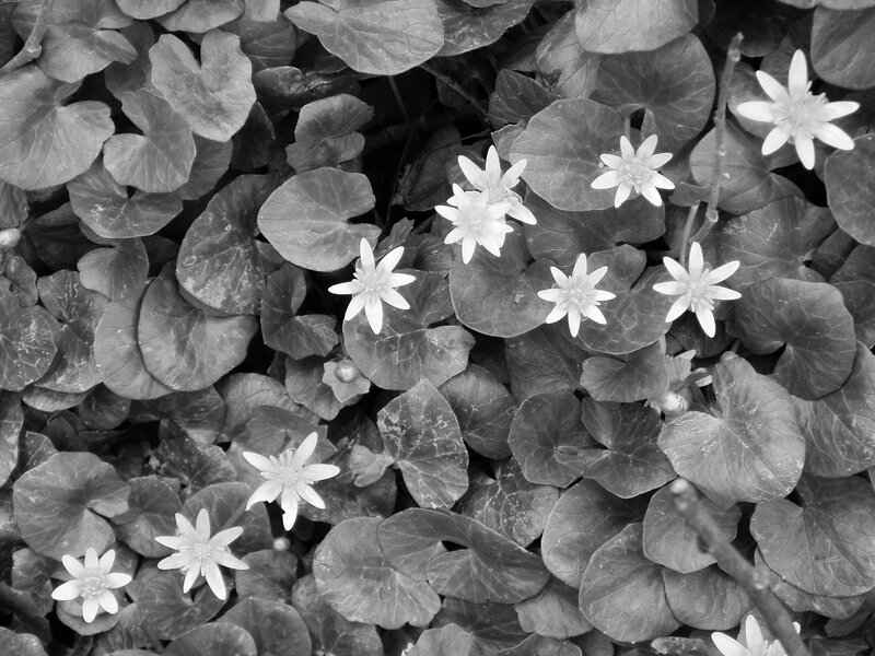 White Flowers Among Leaves