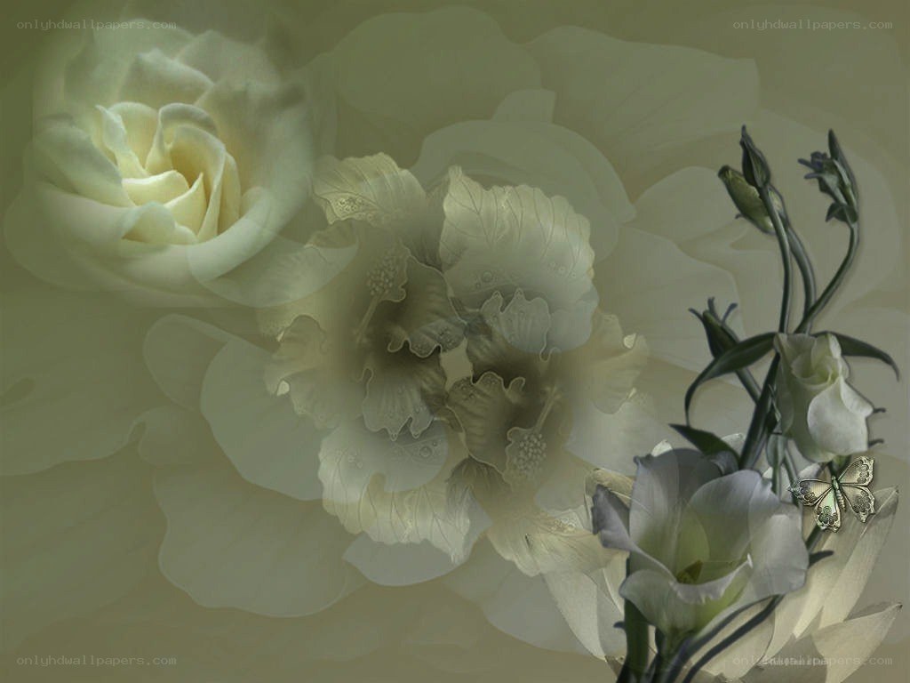 white flowers and a butterfly