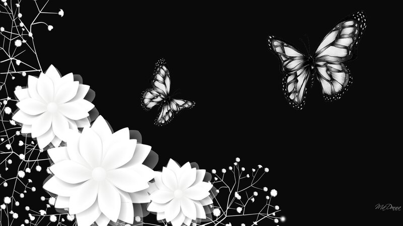 White Flowers and Butterflies — Black