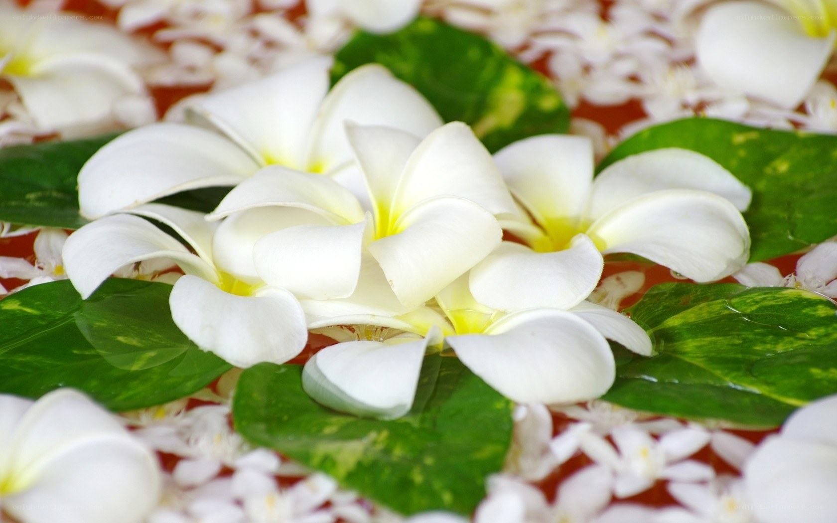 White flowers and green leaves