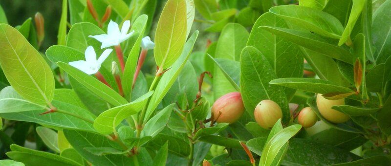 white flowers and green leaves