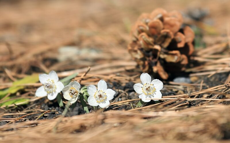White flowers and pine cone