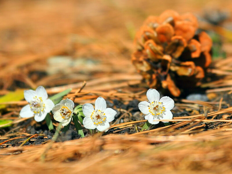 White Flowers and Pinecone