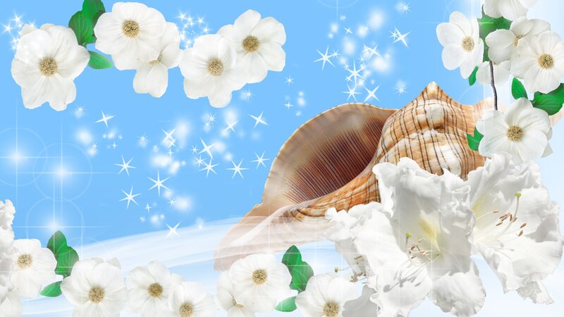 White Flowers and Seashell