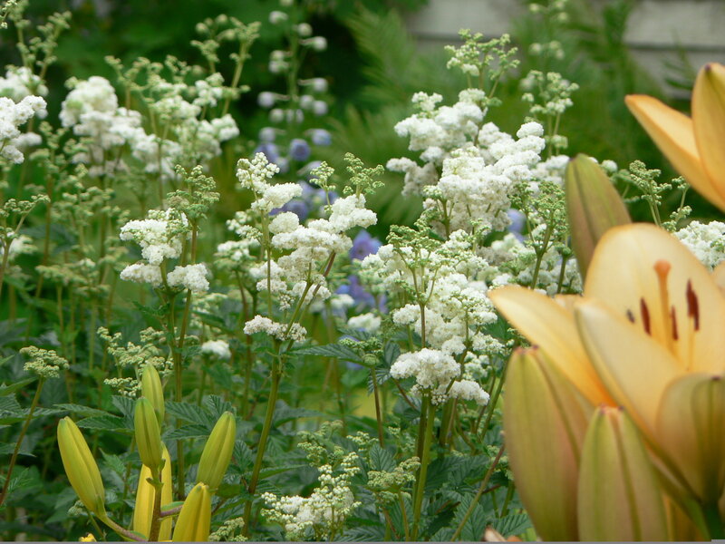 White flowers and yellow lilies