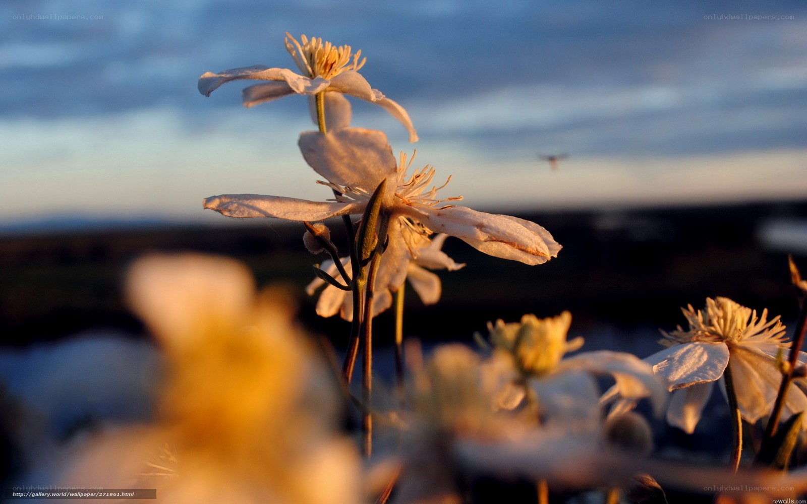 White flowers at sunset
