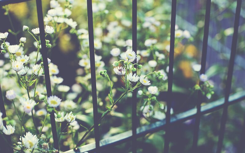 White flowers behind a fence