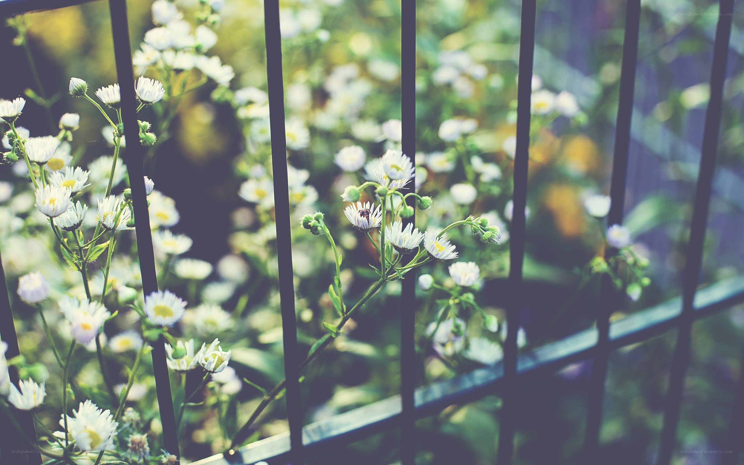 White flowers behind a fence