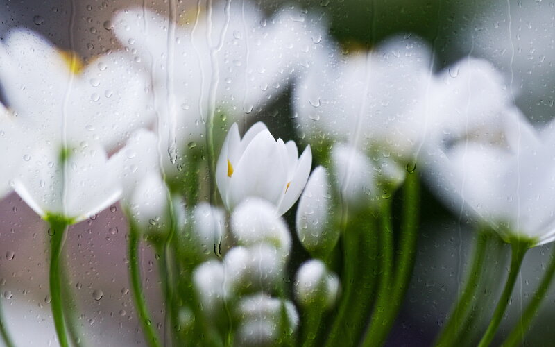 White Flowers Behind Glass