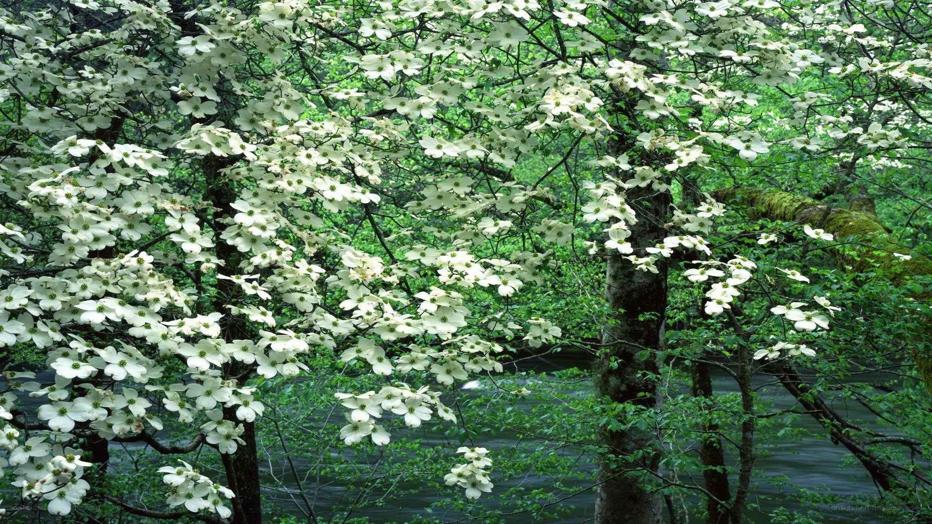 White flowers blooming by a river