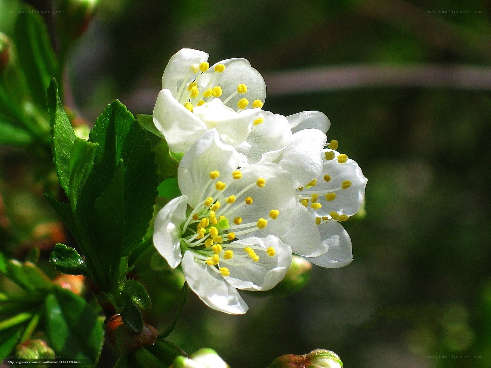 White flowers blooming on a branch