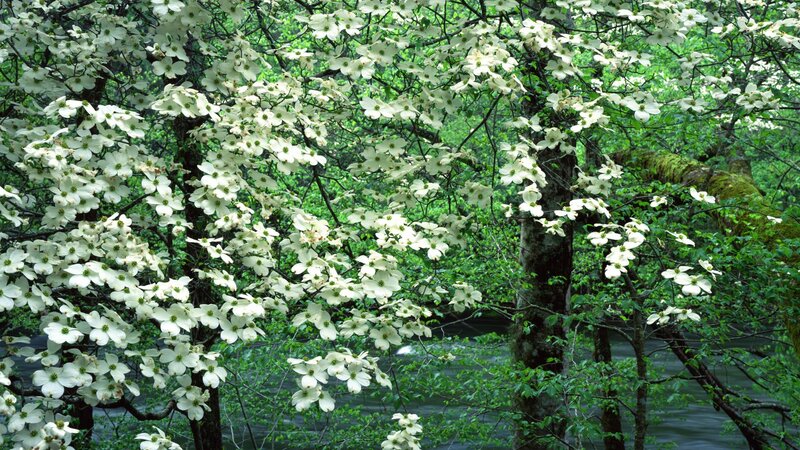 White flowers blooming on a tree