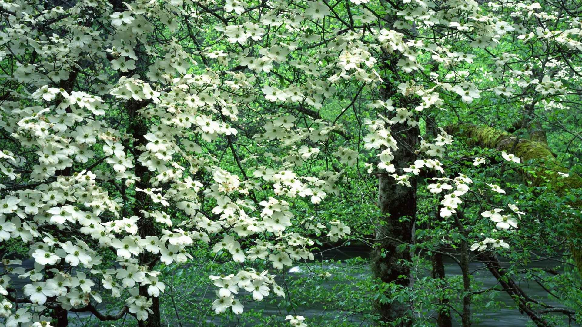 White flowers blooming on trees
