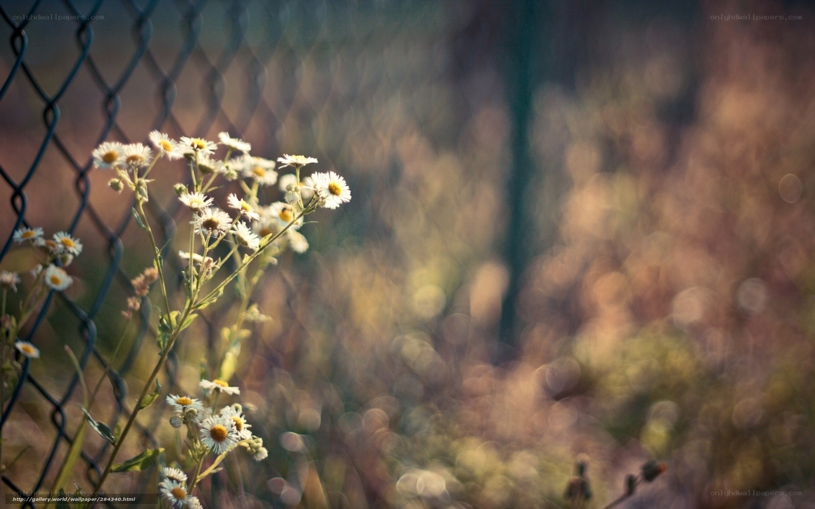 White flowers by a chain-link fence