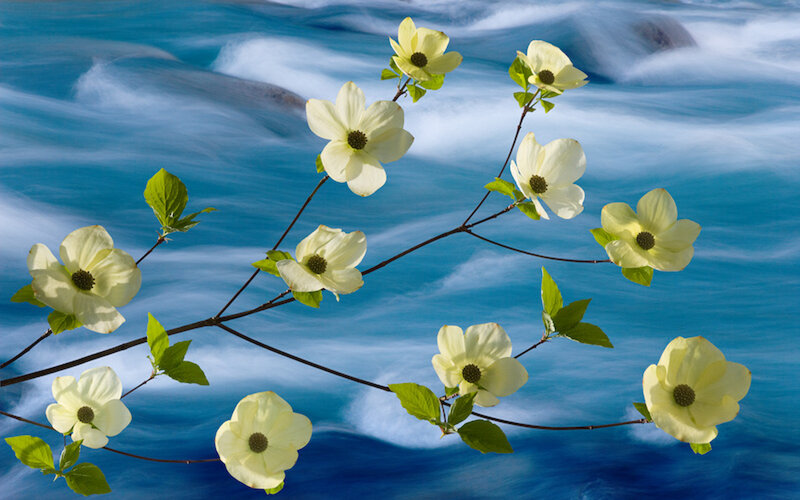 White flowers by a flowing river