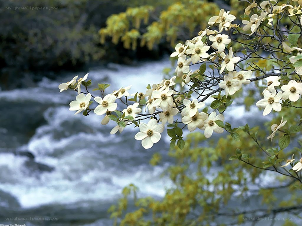 White flowers by a river