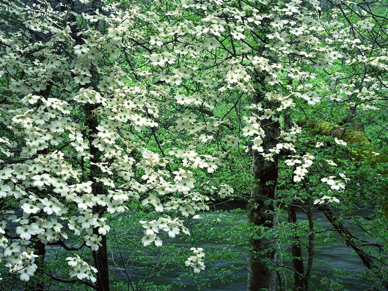 White flowers by a river