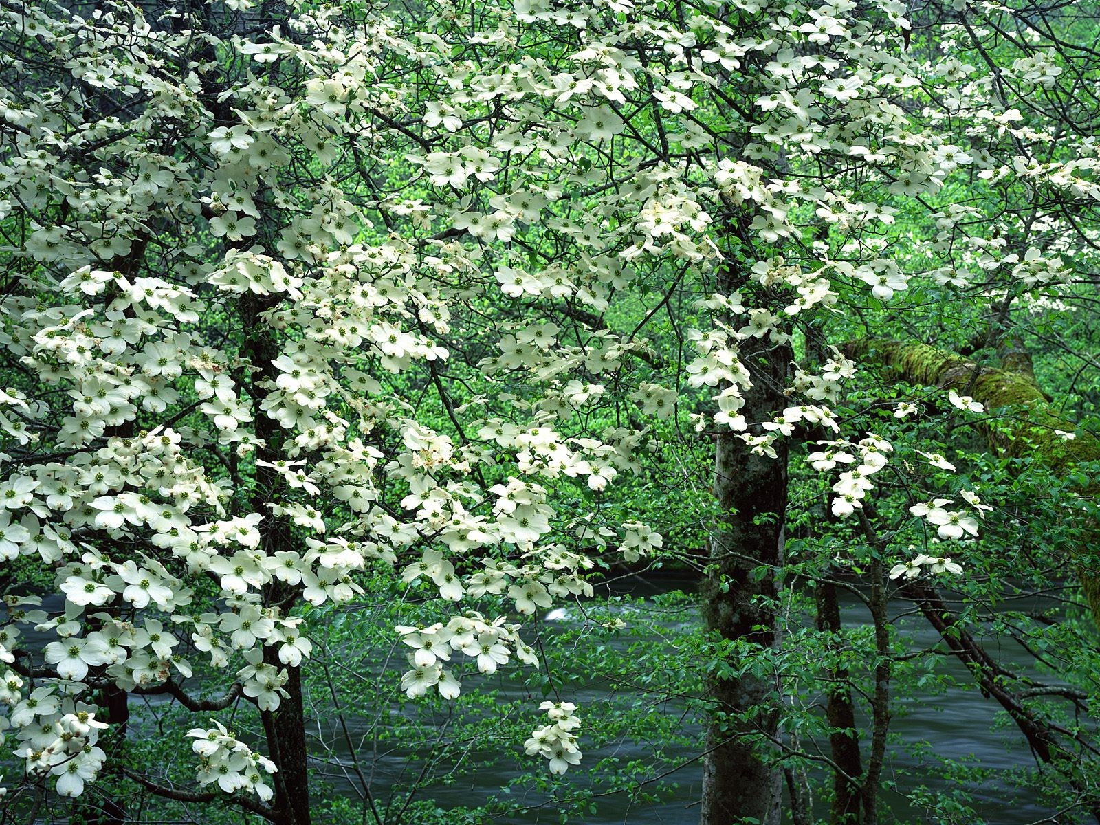 White flowers by a river