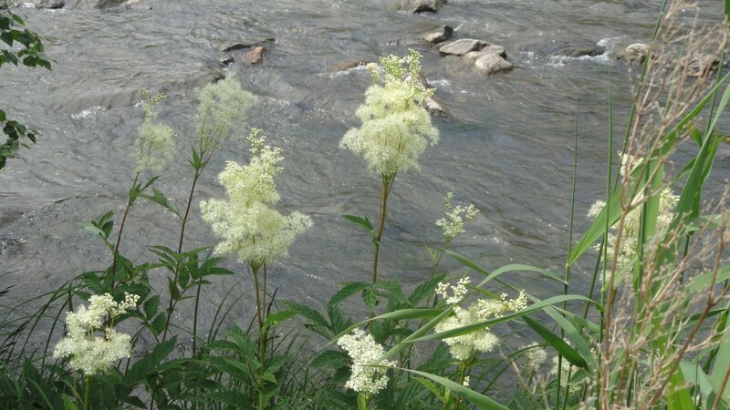 White flowers by a river